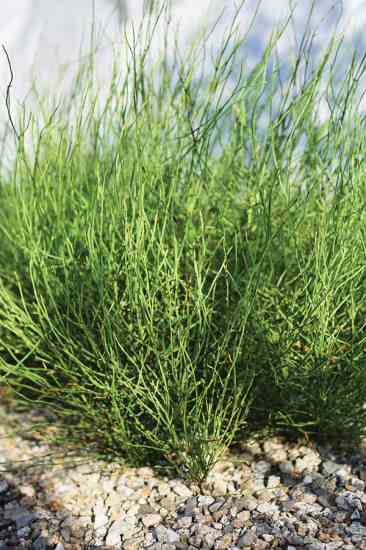 silica levels in the "Equisetum arvense" plant — commonly known as horsetail — rise appreciably when the fronds spread apart.